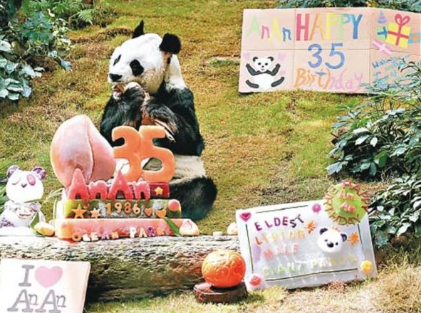 35岁大熊猫在香港接受安乐死：生前健康恶化，等同人类105岁