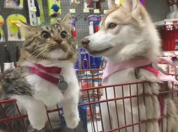 一只被哈士奇养大的猫,居然学好了二哈的专业技能,网友:目光很像