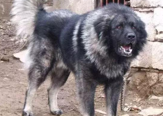 这类超大型犬，外观设计比藏獒凶猛，胆量却比芝小孩小，称为北欧风巨怪
