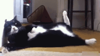 猫中的哈士奇 皮出了新高度 你还敢养这种猫