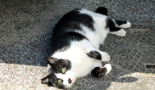 猫咪破窗而逃 主人心急寻找却发现在家门口翻滚