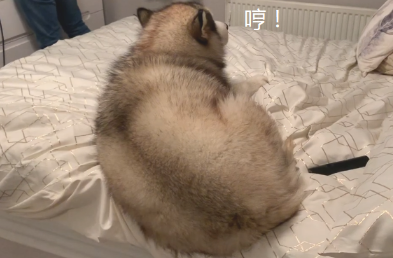 女主角刚说要回屋歇息,“胖孩子”却捷足先登,男主角睡哪? 女主角刚说要回屋歇息,“胖孩子”却捷足先登,男主角睡哪?