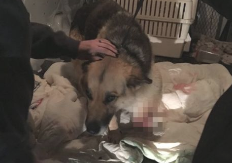 德牧被主人家拴在房外将近一个月，竟饿到咬下自身的腿果腹！