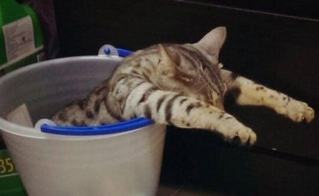 台南萌猫3年来只睡水桶 配上殭尸手 台南萌猫3年来只睡水桶 配上殭尸手