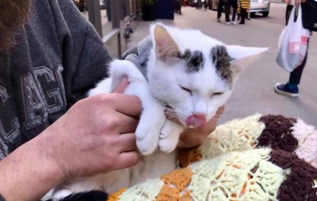 爱猫的人运气不会太差!流浪汉救活流浪猫,意外获得一份工作机会 爱猫的人运气不会太差!流浪汉救活流浪猫,意外获得一份工作机会