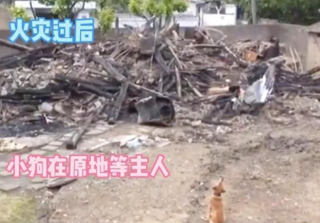 一场火灾让主人和狗狗分隔多日，狗狗不吃不喝等主人归来