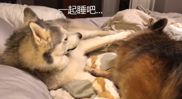 德牧去叫二哈醒来，結果却被“收购”了，狗：躺下来一起睡吧