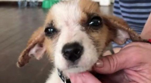 流浪犬出现意外闯入保护区,被收留后与黑猩猩变成最好的朋友,真能处关联 流浪犬出现意外闯入保护区,被收留后与黑猩猩变成最好的朋友,真能处关联