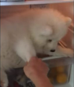 这里太舒服了就不离开! 小萨摩发现避暑胜地耍赖不走 这里太舒服了就不离开! 小萨摩发现避暑胜地耍赖不走