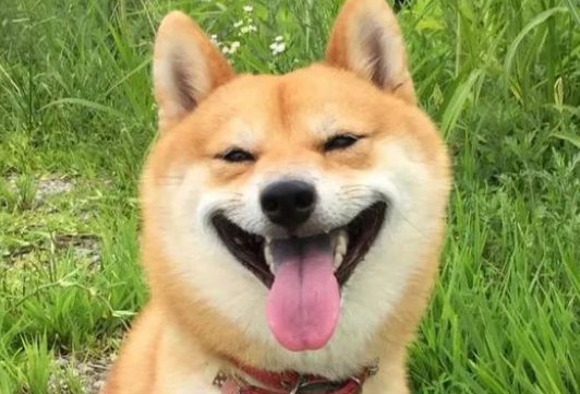 为什么说养柴犬的人都后悔了