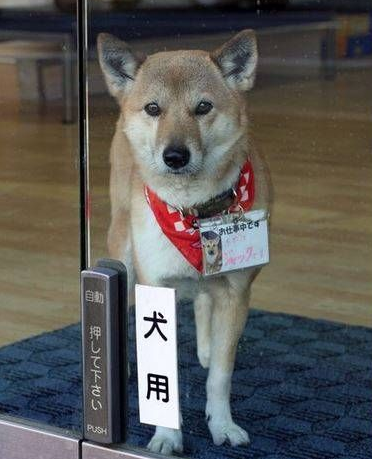 非常有爱 在自动门下狗狗也可以自由进出