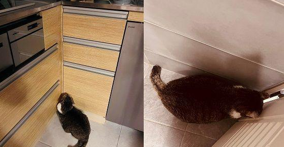 想和你一起慢慢变老，爱猫养20年痴呆，忘记怎么走路！