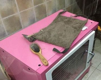 带宠物去宠物店洗澡 宠物犬意外死在烤箱内 带宠物去宠物店洗澡 宠物犬意外死在烤箱内