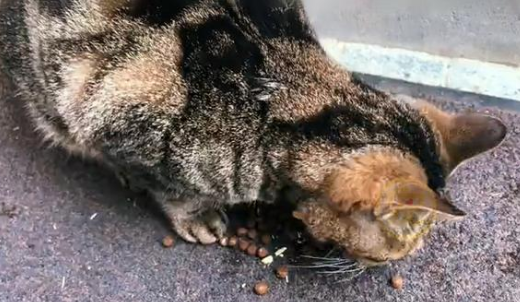 同伴被困空房子，流浪猫向人类求助，获救后它竟主动让出食物