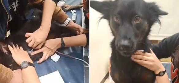 身穿蓬蓬裙米克斯最后一次捐血 连续6年光荣退休