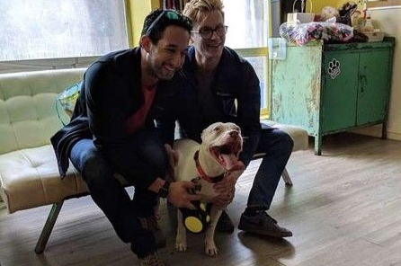 受虐比特犬被收养后 每天都深情凝视主人 受虐比特犬被收养后 每天都深情凝视主人