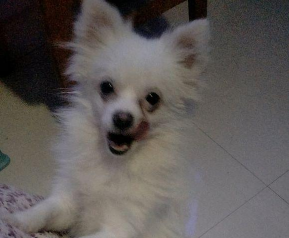 流浪犬迷途街边一脸茫然,女生看后同情心泛滥成灾,接下去获得小意外惊喜 流浪犬迷途街边一脸茫然,女生看后同情心泛滥成灾,接下去获得小意外惊喜