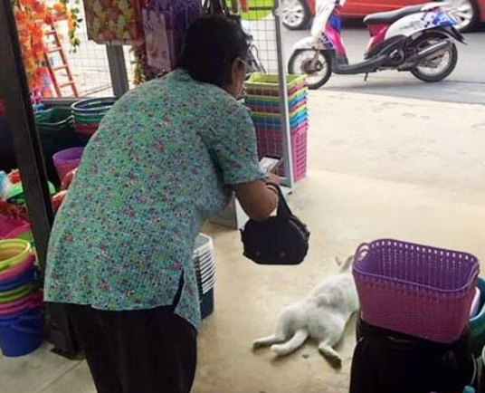 猫四仰八叉一动不动躺在地上，好心人以为其出事了，走近一看……