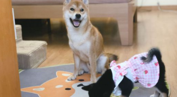 柴犬当上“亲哥哥”以后,它积极照料“亲妹妹”,还带它一块玩 柴犬当上“亲哥哥”以后,它积极照料“亲妹妹”,还带它一块玩