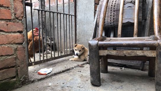 小狗无趣时就守着鸡窝,网友都一些担忧它,狗:不敢吃 小狗无趣时就守着鸡窝,网友都一些担忧它,狗:不敢吃