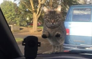 赶上班忘记喂饭 猫咪拦车怒瞪主人