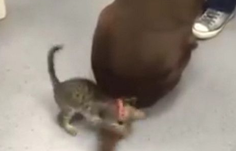 小猫咪遇见超大逗猫棒 超兴奋噗抓遭甩脸