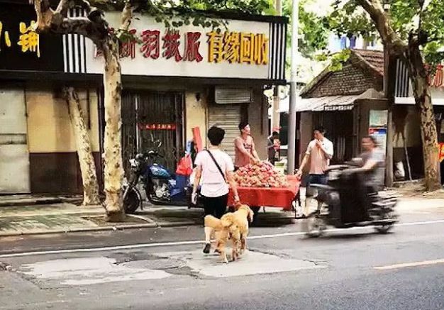 大妈带金毛买红心火龙果，远看见一些怪怪的，摄像镜头拉进后：技巧挺极具特色