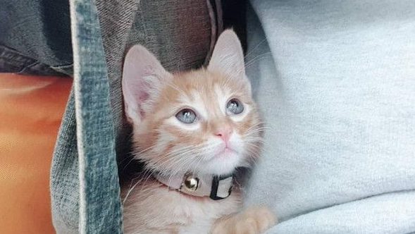霸王猫在家爆气顶嘴 外出躲进外套折手手泛泪 霸王猫在家爆气顶嘴 外出躲进外套折手手泛泪