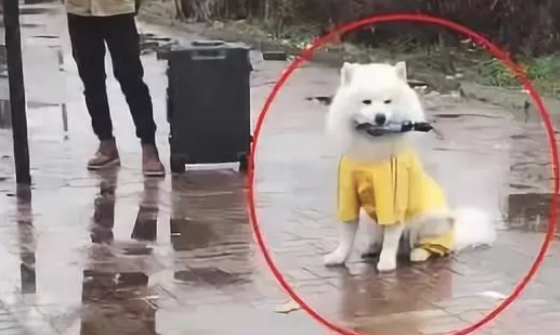 萨摩耶在公交车站旁傻等，女主人下站的一瞬间被暖来到，这狗真没白养