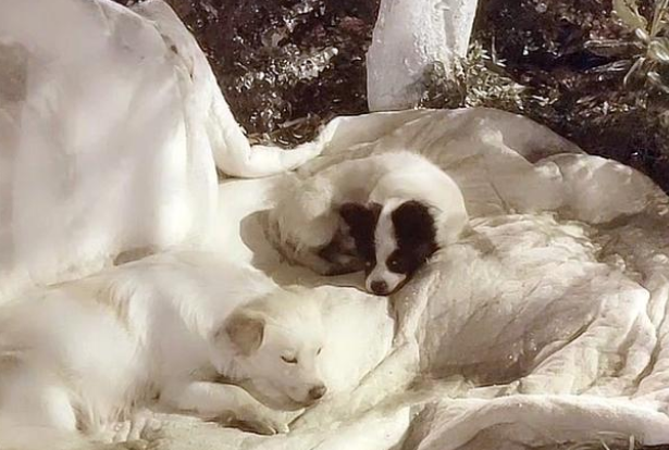 现实版“忠犬八公”，火车站苦等主人一年，好心人用爱将其感化