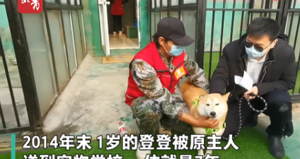 热点｜4只大野猪领30只小猪崽过马路，路人惊呆