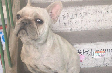 男孩儿在大门口捡到只狗狗,朋友见到:这并不是个一般的流浪犬 男孩儿在大门口捡到只狗狗,朋友见到:这并不是个一般的流浪犬