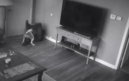 半夜家里进了贼,忠犬誓死拼命保护女主人! 半夜家里进了贼,忠犬誓死拼命保护女主人!