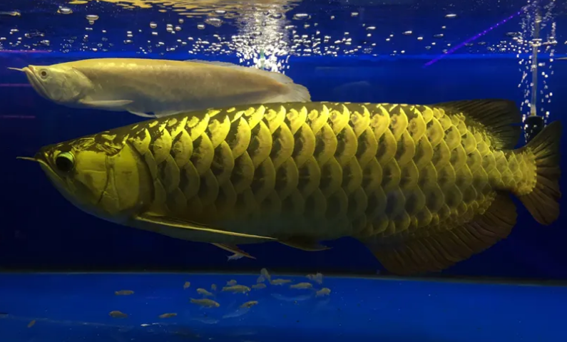 曝光水族内幕!水中“天王”过背金龙全靠打灯? 曝光水族内幕!水中“天王”过背金龙全靠打灯?