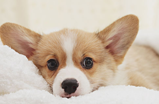 宠物犬在小区路灯旁撒尿不幸触电死亡，主人向物业索赔5万！最新进展来了