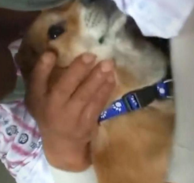 一场火灾让主人和狗狗分隔多日，狗狗不吃不喝等主人归来