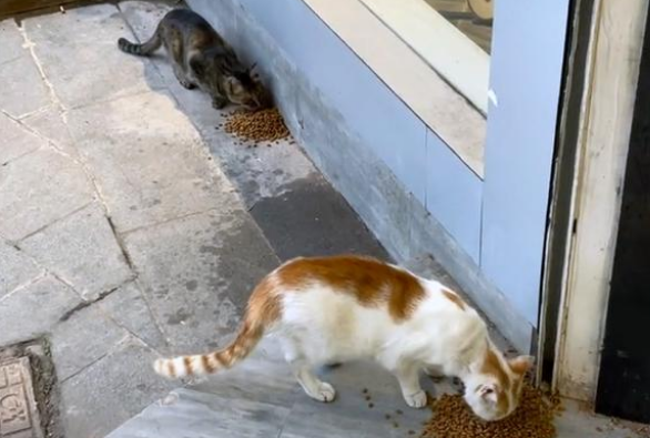 救了一只小猫,猫妈妈找上门要孩子,确认小猫有家后它转身离开 救了一只小猫,猫妈妈找上门要孩子,确认小猫有家后它转身离开