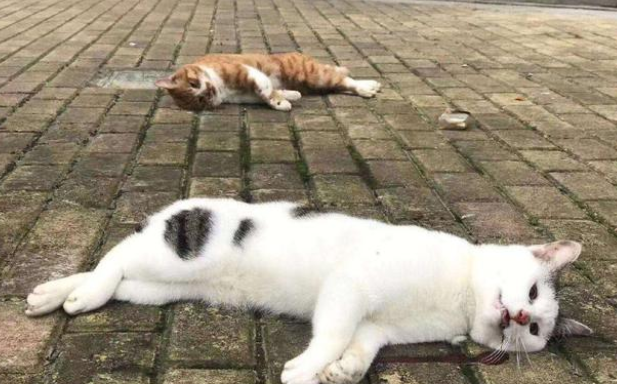 5只猫被主人摔死竟是谣言！事情真相让人心痛