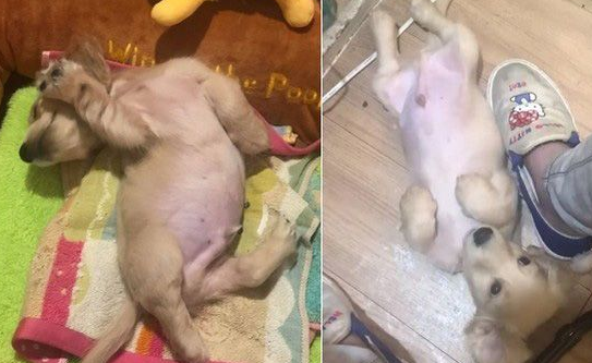 萌狗被骂小坏蛋便会投降 耍赖萌样让主人气消