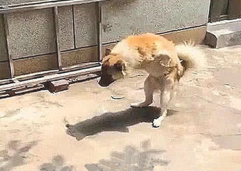 流浪犬效仿60岁老头行走，过路人感觉演得爆裂，认清后却红了眼睛