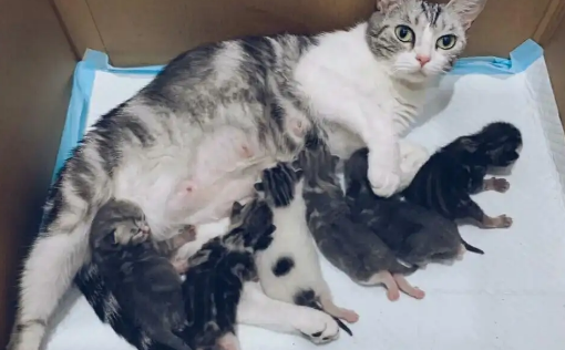 母猫一生能生产多少次