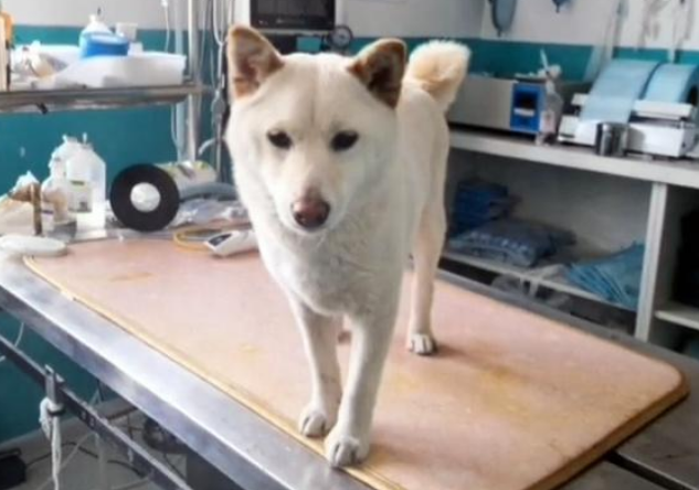 柴犬妈妈被偷，主人重金寻狗，狗狗回家后，竟忘记了自己的宝宝