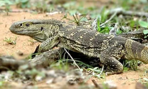 非洲第二大蜥蜴——白喉巨蜥,在家也能养