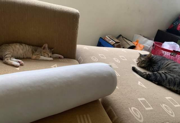 好心救助流浪小猫,却害死最心爱的猫咪!主人心痛万分 好心救助流浪小猫,却害死最心爱的猫咪!主人心痛万分