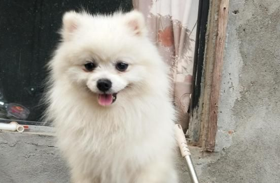 公主的身子,土狗的命,但是全家都很爱它 公主的身子,土狗的命,但是全家都很爱它