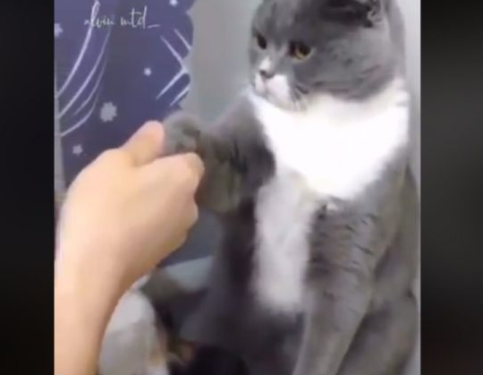 下马威让你知道谁是老大! 小猫被霸凌幸好马麻来救场 下马威让你知道谁是老大! 小猫被霸凌幸好马麻来救场