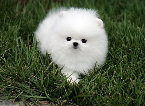 博美犬几个月才能懂事?家长们真是操碎心了! 博美犬几个月才能懂事?家长们真是操碎心了!