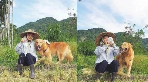 金毛陪着姥姥一块儿下床,干起活来比姥姥还…… 金毛陪着姥姥一块儿下床,干起活来比姥姥还……