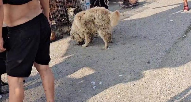 河南:三千买数百卖,宠物级金毛到头来却一身狼狈,被卖上狗肉车 河南:三千买数百卖,宠物级金毛到头来却一身狼狈,被卖上狗肉车