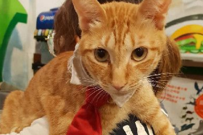 上班打扫还要充当猫咪坐骑 还得献上拍屁股服